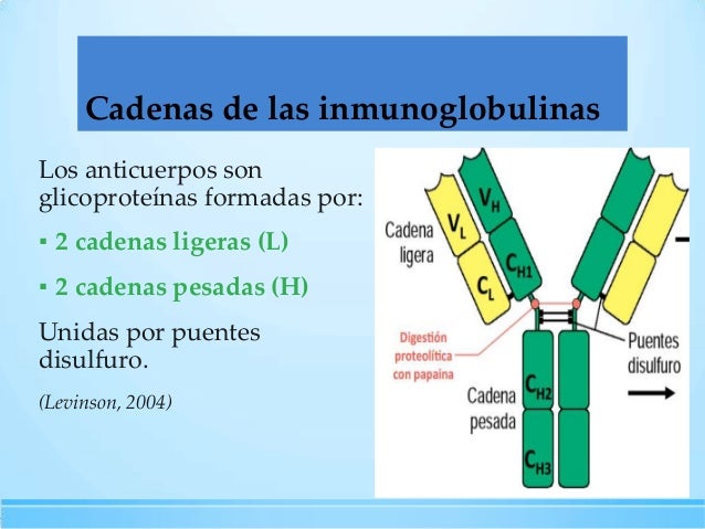 cadenas ligeras inmunoglobulinas inmunoglobulinas cadenas ligeras inmunoglobulinas inmunoglobulinas