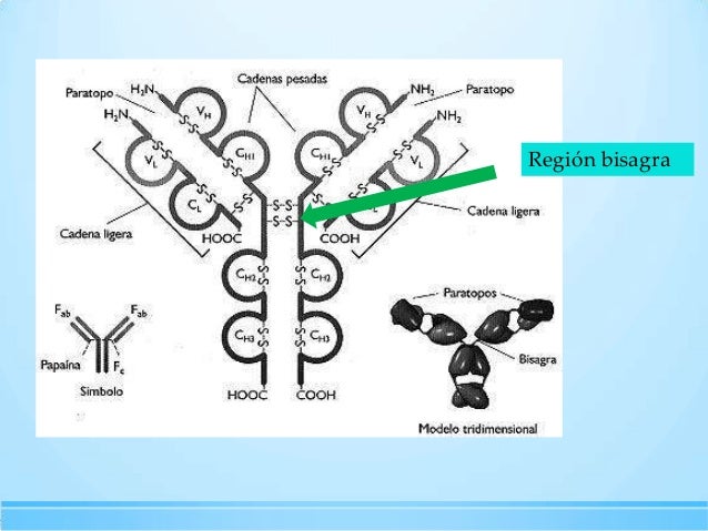 cadenas ligeras inmunoglobulinas inmunoglobulinas cadenas ligeras inmunoglobulinas inmunoglobulinas