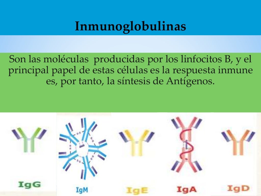 Inmunoglobulinas