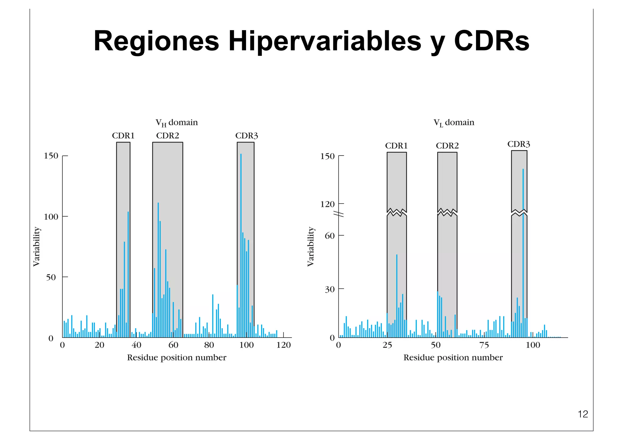 Cd R Variable Region Inmunoglobulinas copia.key (1) | PDF | Blood Disorders | Diseases and ...
