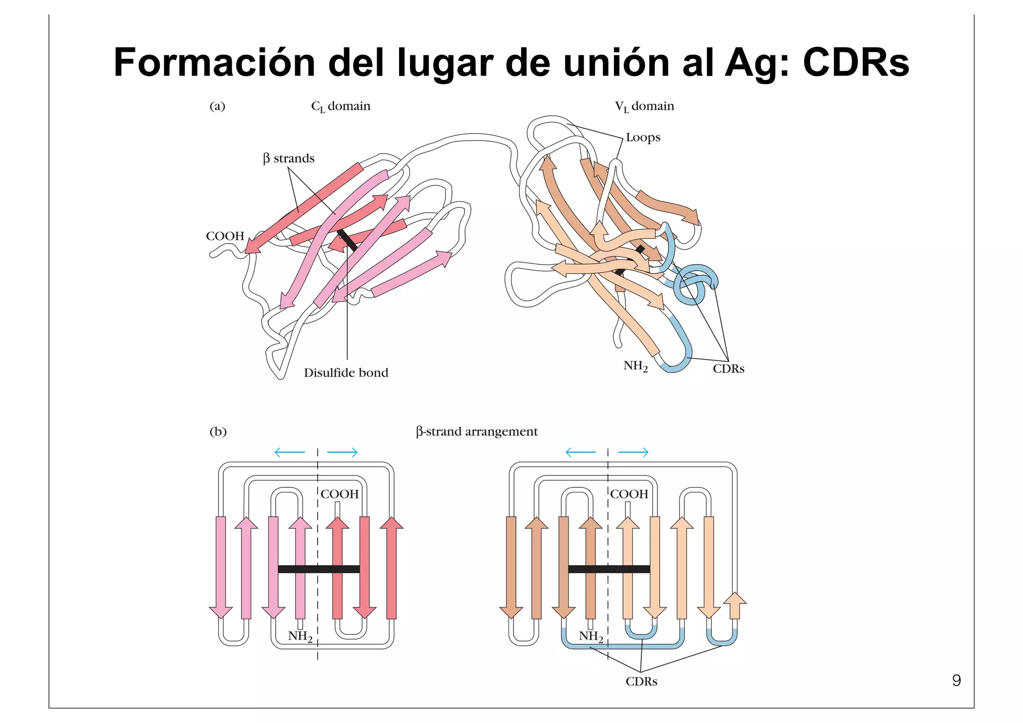 Inmunoglobulinas copia.key (1) | PDF | Blood Disorders | Diseases and ...