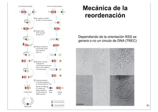 Inversion Rag Inmunoglobulinas copia.key (1) | PDF | Blood Disorders | Diseases and ...