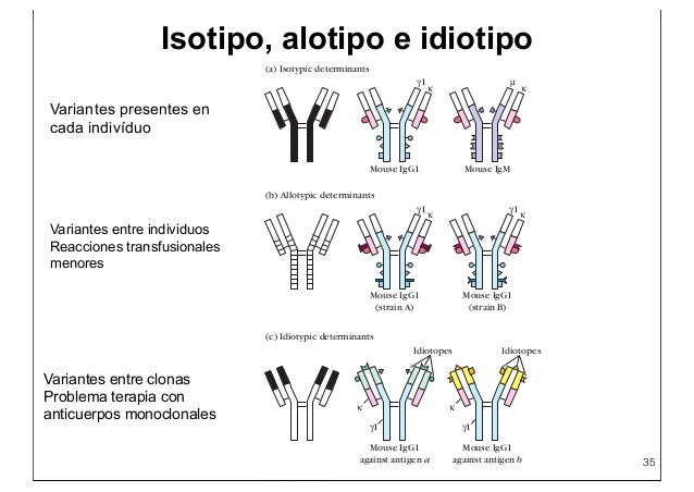 Inmunoglobulinas Copia key 1 Inmunoglobulinas Copia key 1