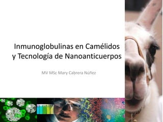 Inmunoglobulinas en Camélidos
y Tecnología de Nanoanticuerpos
MV MSc Mary Cabrera Núñez
 