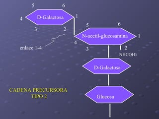 5
4

6
1

D-Galactosa
3

6

5

2

N-acetil-glucosamina
enlace 1-4

4

2

3

NHCOH3

D-Galactosa

CADENA PRECURSORA
TIPO 2

Glucosa

1

 