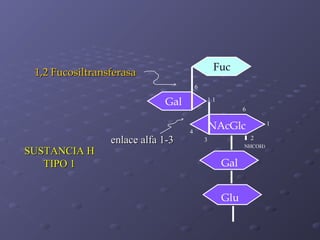 Fuc

1,2 Fucosiltransferasa
6

Gal

SUSTANCIA H
TIPO 1

enlace alfa 1-3

1

11
6

NAcGlc

4

1
2

3

NHCOH3

Gal
Glu

 