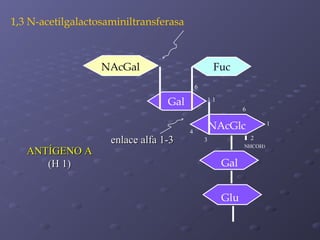 1,3 N-acetilgalactosaminiltransferasa

NAcGal

Fuc
6

Gal

ANTÍGENO A
(H 1)

enlace alfa 1-3

1

11
6

NAcGlc

4

1
2

3

NHCOH3

Gal
Glu

 