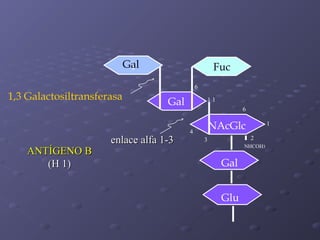Gal
l
1,3 Galactosiltransferasa

ANTÍGENO B
(H 1)

Fuc
6

Gal

enlace alfa 1-3

1

11
6

NAcGlc

4

1
2

3

NHCOH3

Gal
Glu

 