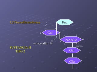 1,2 Fucosiltransferasa

Fuc
5

6

Gal

4
3

enlace alfa 1-4
SUSTANCIA H
TIPO 2

1
6

5

2

NAcGlc

4

1
2

3

NHCOH3

Gal
Glu

 