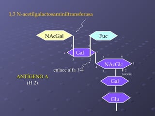 1,3 N-acetilgalactosaminiltransferasa

NAcGal

Fuc
5

6

Gal

4
3

enlace alfa 1-4
ANTÍGENO A
(H 2)

1
6

5

2

NAcGlc

4

1
2

3

NHCOH3

Gal
Glu

 