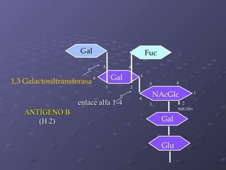 Gal
l

Fuc
5

1,3 Galactosiltransferasa

6

Gal

4
3

enlace alfa 1-4
ANTÍGENO B
(H 2)

1
6

5

2

NAcGlc

4

1
2

3

NHCOH3

Gal
Glu

 