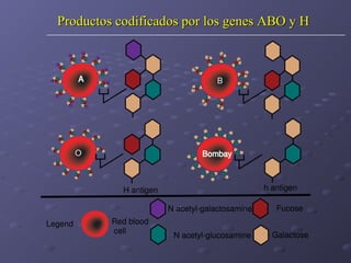 Productos codificados por los genes ABO y H

 