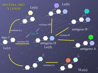 SISTEMA ABO
Y LEWIS

Le(b)

Le(a)

enzima HE

antígeno B

enzima Le

Gen Se

enzima B

tipo 1
enzima H1

Le(c)

antígeno H
Le(d)

antígeno A

enzima Le

SLe(a)

 