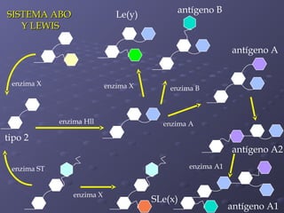 SISTEMA ABO
Y LEWIS

Le(y)

antígeno B

antígeno A
enzima X

enzima X

enzima Hll

enzima B

enzima A

tipo 2
antígeno A2
enzima A1

enzima ST
enzima X

SLe(x)

antígeno A1

 