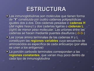 ESTRUCTURA
Las inmunoglobulinas son moléculas que tienen forma
de “Y” constituida por cuatro cadenas polipeptídicas
iguales dos a dos. Dos cadenas pesadas o cadenas H
(del inglés heavy) y dos cadenas ligeras o cadenas L
(light) de menor peso molecular. Las uniones entre las
cadenas se hacen mediante puentes disulfuros (-S-S-)
Las zonas amino terminales de las cadenas H y L
constituyen las regiones variables cuya secuencia de
aminoácidos es específica de cada anticuerpo (por ellas
se unen a los antígenos)
La porción carboxilo terminales corresponden a las
regiones constantes, que varían muy poco dentro de
cada tipo de inmunoglobulina

 