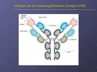 Alotipos de las inmunoglobulinas (Grupos GM)

 