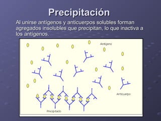 Precipitación
Al unirse antígenos y anticuerpos solubles forman
agregados insolubles que precipitan, lo que inactiva a
los antígenos.

 