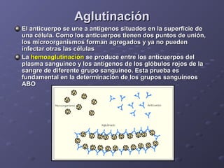 Aglutinación
El anticuerpo se une a antígenos situados en la superficie de
una célula. Como los anticuerpos tienen dos puntos de unión,
los microorganismos forman agregados y ya no pueden
infectar otras las células
La hemoaglutinación se produce entre los anticuerpos del
plasma sanguíneo y los antígenos de los glóbulos rojos de la
sangre de diferente grupo sanguíneo. Esta prueba es
fundamental en la determinación de los grupos sanguíneos
ABO

 