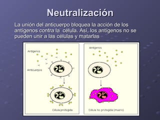 Neutralización
La unión del anticuerpo bloquea la acción de los
antígenos contra la célula. Así, los antígenos no se
pueden unir a las células y matarlas

 