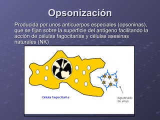 Opsonización
Producida por unos anticuerpos especiales (opsoninas),
que se fijan sobre la superficie del antígeno facilitando la
acción de células fagocitarías y células asesinas
naturales (NK)

 