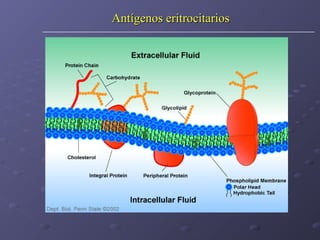 Antígenos eritrocitarios

 