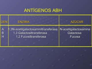 ANTÍGENOS ABH
GEN
A
B
H

ENZIMA

AZÚCAR

1,3N-acetilgalactosaminiltransferasa N-acetilgalactosamina
1,3 Galactosiltransferasa
Galactosa
1,2 Fucosiltransferasa
Fucosa

 