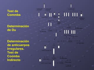 Test de
Commbs

2 GOTAS HR
5 % EN SS

2 GOTAS HR
5 % EN SS

2-3 GOTAS SR

ALBÚMINA
2 GOTAS

2 GOTAS anti D

ALBÚMINA
2 GOTAS

37 ºC 15 minutos
Hemantígenos
I, II y III

1 GOTA

Determinación
de Du

centrifugar
resuspender

INCOMPATIBLE

centrifugar
resuspender

INCOMPATIBLE

lavado

Tamb. 30 minutos
37 ºC 15 minutos

Determinación
de anticuerpos
irregulares.
Test de
Coombs
Indirecto

centrifugar
resuspender

INCOMPATIBLE
lavado

2 GOTAS anti IgG-C3d

COMPATIBLE

1 GOTA Control Coombs

centrifugar
resuspender

INCOMPATIBLE

centrifugar
resuspender

COMPATIBLE

inconcluyente

 