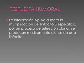 La interacción Ag-Ac dispara la multiplicación del linfocito B específico, por un proceso de selección clonal: se producen masivamente clones de este linfocito. 