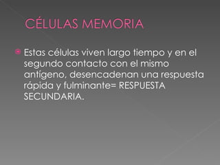 Estas células viven largo tiempo y en el segundo contacto con el mismo antígeno, desencadenan una respuesta rápida y fulminante= RESPUESTA SECUNDARIA. 