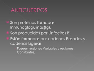 Son proteínas llamadas Inmunoglogulinas(Ig). Son producidas por Linfocitos B. Están formados por cadenas Pesadas y cadenas Ligeras: Poseen regiones Variables y regiones Constantes. 