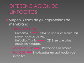 Surgen 3 tipos de glucoproteínas de membrana: Prot CD4 ó CD8: Linfocitos Th  CD4, se une a las moléculas presentadoras de Ag. Linfocitos Ts y Tc  CD 8, se une a las células infectadas. Receptor TCR  Reconoce lo propio. Prot CD3  Implicadas en activación de linfocitos. 