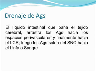 El líquido intestinal que baña el tejido cerebral, arrastra los Ags hacia los espacios perivasculares y finalmente hacia el LCR; luego los Ags salen del SNC hacia el Linfa o Sangre 