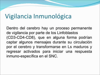 Dentro del cerebro hay un proceso permanente de vigilancia por parte de los Linfoblastos  (CD3-CD4-CD8), que en alguna forma podrían captar algunos mensajes durante su circulación por el cerebro y transformarse en Ls maduros y regresar activados para iniciar una respuesta inmuno-específica en el SNC. 
