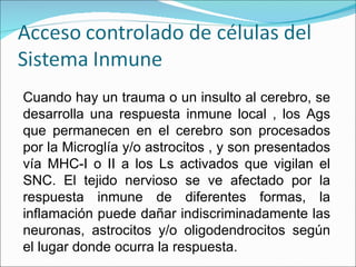 Cuando hay un trauma o un insulto al cerebro, se desarrolla una respuesta inmune local , los Ags que permanecen en el cerebro son procesados por la Microglía y/o astrocitos , y son presentados vía MHC-I o II a los Ls activados que vigilan el SNC. El tejido nervioso se ve afectado por la respuesta inmune de diferentes formas, la inflamación puede dañar indiscriminadamente las neuronas, astrocitos y/o oligodendrocitos según el lugar donde ocurra la respuesta.  