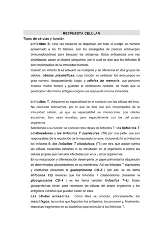 RESPUESTA CELULAR
Tipos de células y función.
    Linfocitos B. Una vez maduros se dispersan por todo el cuerpo en número
    aproximado a los 12 billones. Son los encargados de producir anticuerpos
    (inmunoglobulinas) para bloquear los antígenos. Estos anticuerpos una vez
    sintetizados pasan al plasma sanguíneo, por lo cual se dice que los linfocitos B
    son responsables de la inmunidad humoral.
    Cuando un linfocito B es activado se multiplica y se diferencia en dos grupos de
    células: células plasmáticas , cuya función es sintetizar los anticuerpos en
    gran número, desapareciendo luego; y células de memoria , que perviven
    durante mucho tiempo y guardan la información recibida, de modo que la
    penetración del mismo antígeno origina una respuesta inmune inmediata.


    Linfocitos T. Adquieren su especialidad en el contacto con las células del timo.
    No producen anticuerpos, por lo que se dice que son responsables de la
    inmunidad celular, ya que su especialidad es interaccionar con células
    eucariotas, bien sean extrañas, pero especialmente con las del propio
    organismo.
    Atendiendo a su función se conocen tres clases de linfocitos T: los linfocitos T
    colaboradores y los linfocitos T supresores , (T8) por una parte, que son
    responsables de la regulación de la respuesta inmune, incluyendo la actividad de
    los linfocitos B; los linfocitos T citotóxicos , (T8) por otra, que actúan contra
    las células eucariotas extrañas si se introducen en el organismo o contra las
    células propias que han sido infectadas por virus u otros organismos.
    En su maduración y diferenciación desempeña un papel primordial la adquisición
    de determinadas glucoproteínas en su membrana. Así los linfocitos T supresores
    y citotóxicos presentan la glucoproteína CD-8 ( por ello, se les llama
    linfocitos T8) mientras que los linfocitos T colaboradores presentan la
    glucoproteína     CD-4 ( se les llama también linfocitos             T-4). Estas
    glucoproteínas sirven para reconocer las células del propio organismo y los
    antígenos extraños que puedan existir en ellas.
    Las células accesorias .         Como tales se conocen, principalmente, los
    macrófagos, leucocitos que fagocitan los antígenos, los procesan y, finalmente,
    depositan fragmentos en su superficie para estimular a los linfocitos T.
 