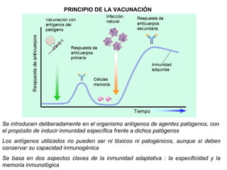 La inmunidad puede adquirirse de dos formas
Inmunidad adquirida activa
El propio individuo es capaz de generar
rápidamente...