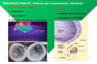INMUNIDAD INNATA: Sistema del complemento. Interferón
Sistema del Complemento
1. Inflamación
2. Opsonización
3. Complejo d...