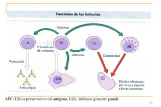32
APC: Célula presentadora del antigeno, LGL: linfocito granular grande
 