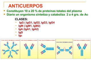35
ANTICUERPOS
 Constituyen 10 a 20 % de proteinas totales del plasma
 Diario un organismo sintetiza y cataboliza 2 a 4 ...