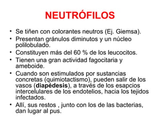 NEUTRÓFILOS
• Se tiñen con colorantes neutros (Ej. Giemsa).
• Presentan gránulos diminutos y un núcleo
polilobulado.
• Constituyen más del 60 % de los leucocitos.
• Tienen una gran actividad fagocitaria y
ameboide.
• Cuando son estimulados por sustancias
concretas (quimiotactismo), pueden salir de los
vasos (diapédesis), a través de los esapcios
intercelulares de los endotelios, hacia los tejidos
infectados.
• Allí, sus restos , junto con los de las bacterias,
dan lugar al pus.
 