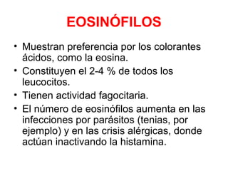 EOSINÓFILOS
• Muestran preferencia por los colorantes
ácidos, como la eosina.
• Constituyen el 2-4 % de todos los
leucocitos.
• Tienen actividad fagocitaria.
• El número de eosinófilos aumenta en las
infecciones por parásitos (tenias, por
ejemplo) y en las crisis alérgicas, donde
actúan inactivando la histamina.
 
