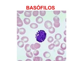 BASÓFILOS
 
