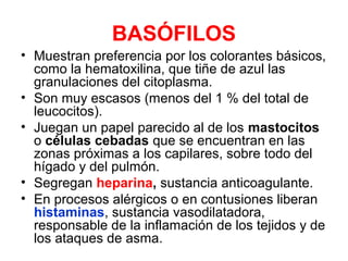 BASÓFILOS
• Muestran preferencia por los colorantes básicos,
como la hematoxilina, que tiñe de azul las
granulaciones del citoplasma.
• Son muy escasos (menos del 1 % del total de
leucocitos).
• Juegan un papel parecido al de los mastocitos
o células cebadas que se encuentran en las
zonas próximas a los capilares, sobre todo del
hígado y del pulmón.
• Segregan heparina, sustancia anticoagulante.
• En procesos alérgicos o en contusiones liberan
histaminas, sustancia vasodilatadora,
responsable de la inflamación de los tejidos y de
los ataques de asma.
 