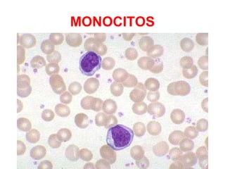 MONOCITOS
 