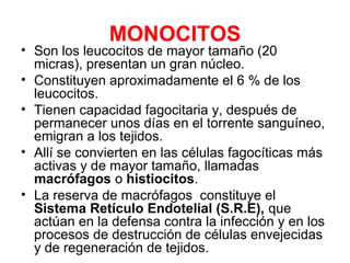 MONOCITOS
• Son los leucocitos de mayor tamaño (20
micras), presentan un gran núcleo.
• Constituyen aproximadamente el 6 % de los
leucocitos.
• Tienen capacidad fagocitaria y, después de
permanecer unos días en el torrente sanguíneo,
emigran a los tejidos.
• Allí se convierten en las células fagocíticas más
activas y de mayor tamaño, llamadas
macrófagos o histiocitos.
• La reserva de macrófagos constituye el
Sistema Retículo Endotelial (S.R.E), que
actúan en la defensa contra la infección y en los
procesos de destrucción de células envejecidas
y de regeneración de tejidos.
 