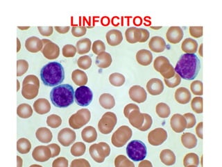 LINFOCITOS
 