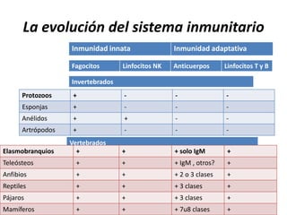 La evolución del sistema inmunitario
                   Inmunidad innata                Inmunidad adaptativa

                   Fagocitos       Linfocitos NK   Anticuerpos      Linfocitos T y B

                   Invertebrados
      Protozoos     +              -               -                -
      Esponjas      +              -               -                -
      Anélidos      +              +               -                -
      Artrópodos    +              -               -                -
                   Vertebrados
Elasmobranquios      +             +               + solo IgM        +
Teleósteos          +              +               + IgM , otros?    +
Anfibios            +              +               + 2 o 3 clases    +
Reptiles            +              +               + 3 clases        +
Pájaros             +              +               + 3 clases        +
Mamíferos           +              +               + 7u8 clases      +
 