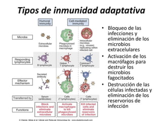 Tipos de inmunidad adaptativa
                   • Bloqueo de las
                     infecciones y
                     eliminación de los
                     microbios
                     extracelulares
                   • Activación de los
                     macrófagos para
                     destruir los
                     microbios
                     fagocitados
                   • Destrucción de las
                     células infectadas y
                     eliminación de los
                     reservorios de
                     infección
 