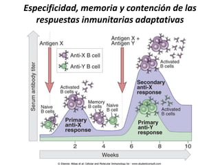 Especificidad, memoria y contención de las
   respuestas inmunitarias adaptativas
 