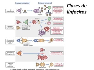 Clases de
linfocitos
 
